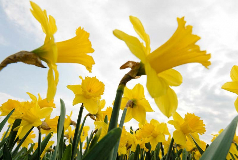 LargeCupped Daffodils (Narcissus)